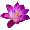 🌺
