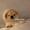 Эмодзи Memes