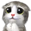 🐱