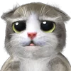 🐱