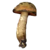 🍄