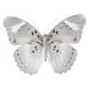🦋
