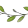 🌱