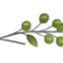 🌱