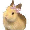 🐰