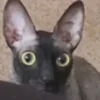 🦇