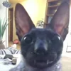 🦇