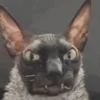 Эмодзи Cats | Котики