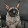 Эмодзи Cats | Котики