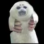 🤩