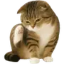 🐱
