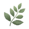 🌿
