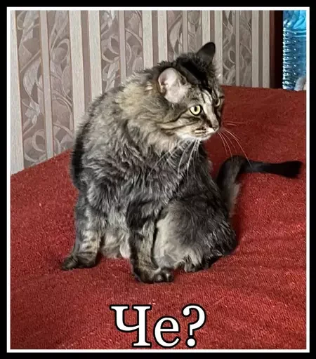😼