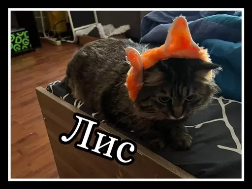🦊