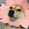 Эмодзи Shibainu Doge FB