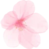 🌸
