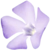 🌸
