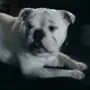 🫥