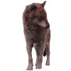 🐺
