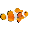 🐟