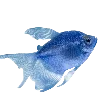 🐟