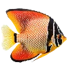 🐟