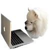 💻