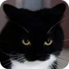 🐱