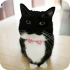 🐱