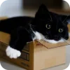 🐱