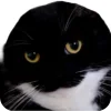 🐱