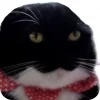 Эмодзи Uni Cat