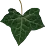 Эмодзи Plants and flowers