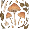 🍄