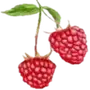 Эмодзи акварельная весна
