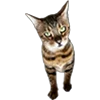 🐈