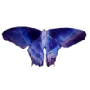🦋