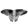 🦋