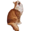 🐈