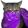 🐱