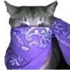 🐱
