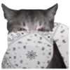 🐱