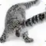 🐱