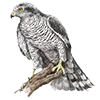 Эмодзи Birds