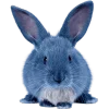 🐰