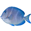 Эмодзи Синий | Blue