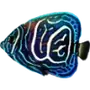 🌊