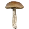 🍄