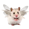 🐁