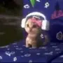 Эмодзи Sims Cats